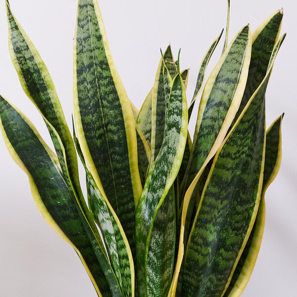 Beards & Daisies Snake Plant House Plant in Capri Pot