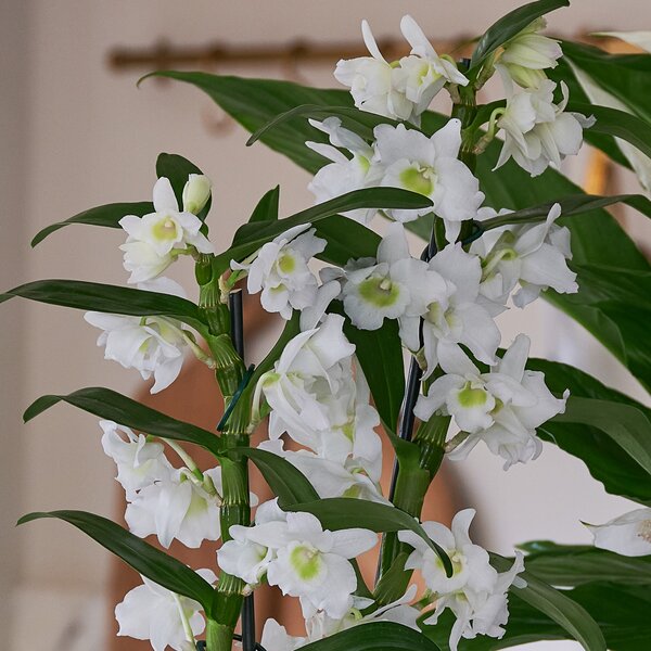 Beards & Daisies Blooming Beautiful Dendrobium and Peace Lily House Plants in Vibes Pots