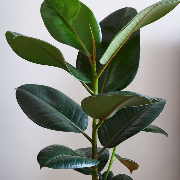 Beards & Daisies Rubber Plant House Plant in Capri Pot