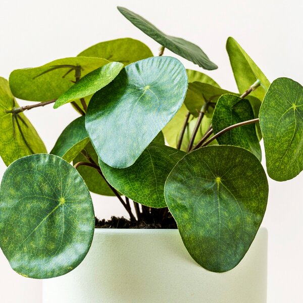 Artificial Money Plant