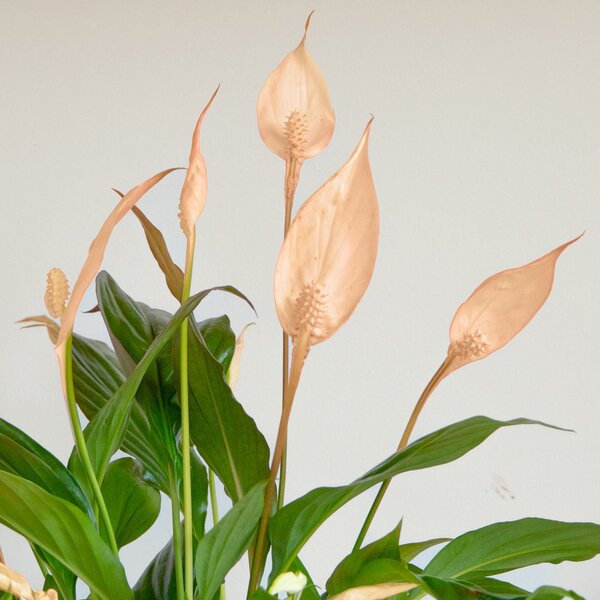 Apricot Peace Lily House Plant in Earthenware Pot