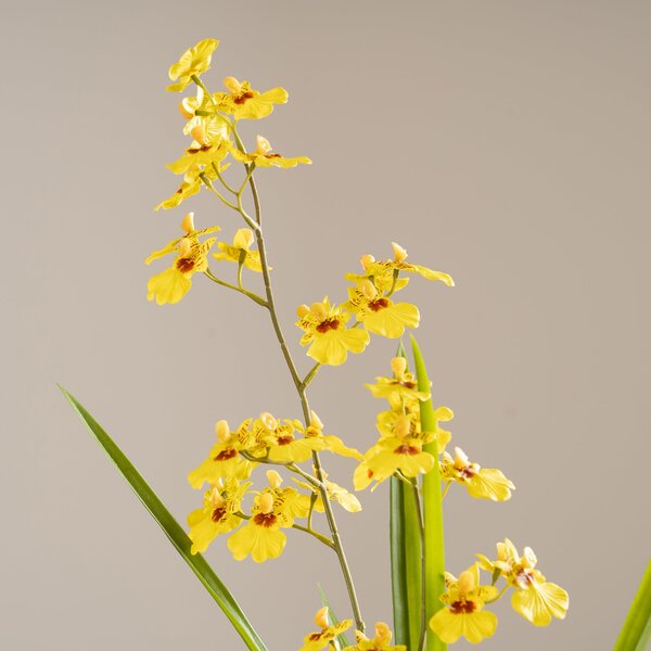 Artificial Real Touch Yellow Oncidium Orchid Spray in Cement Plant Pot