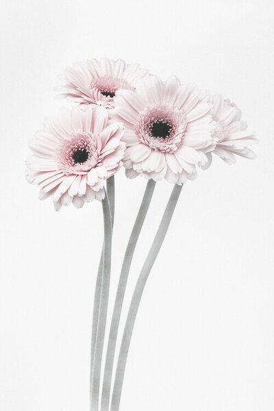 Art Photography Pink Flowers, 1x Studio III, (26.7 x 40 cm)