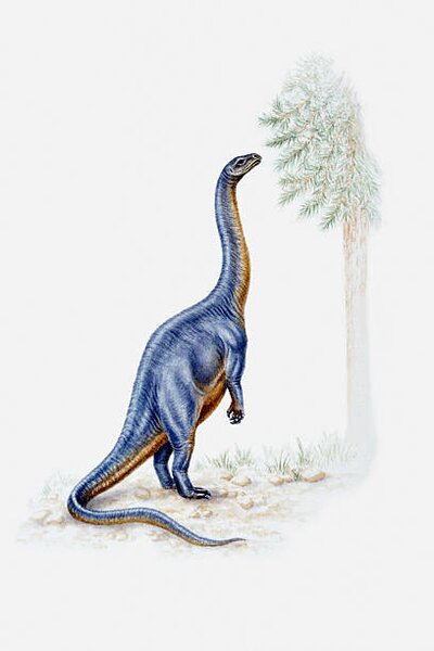 Art Print Illustration of a Plateosaurus reaching for, Dorling Kindersley