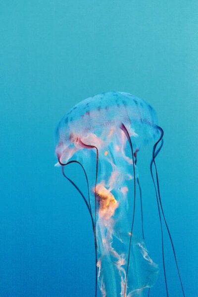 Photography Purple striped jellyfish, Chrysaora colorata, LagunaticPhoto