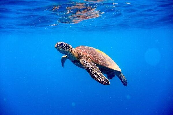Photography Green turtle approaching water surface, Searsie
