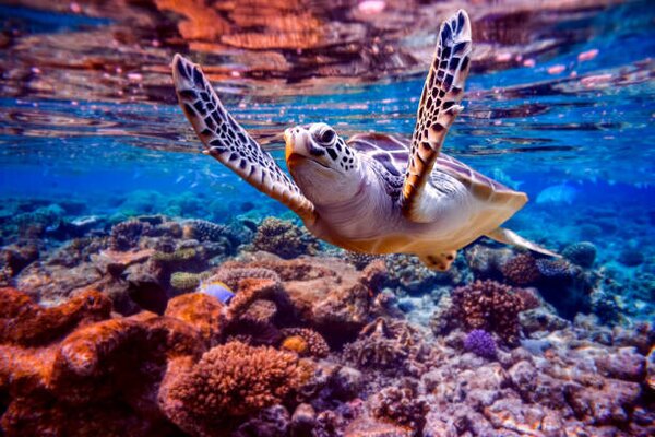 Photography Sea turtle swims under water on, cookelma