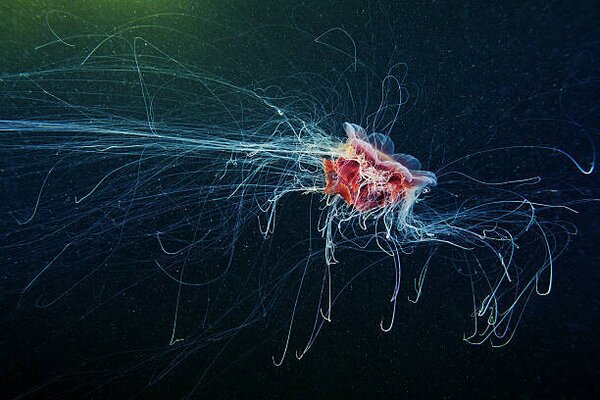 Photography Lion's Mane Jellyfish - Cyanea capillata, Alexander Semenov