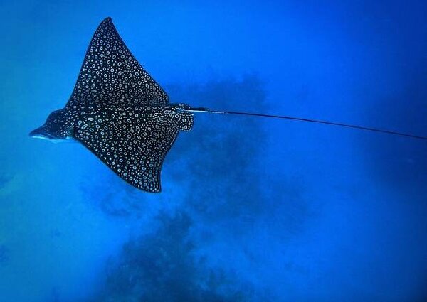 Photography Eagle Ray, Tomasz Dutkiewicz