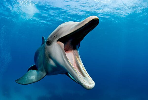 Photography Atlantic bottlenose dolphin, Tursiops truncatus, Stephen Frink