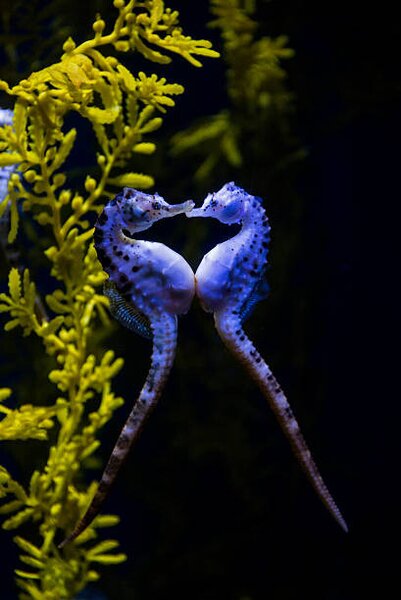 Photography Potbelly sea horse, Mark Newman