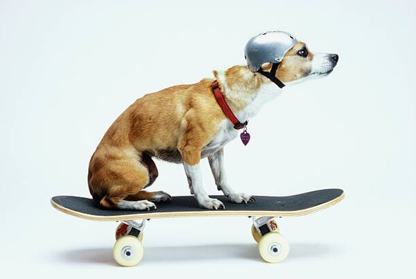 Photography Dog with Helmet Skateboarding, Chris Rogers