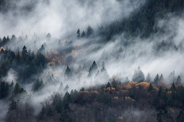 Photography A path of the fog, Tomomi Yamada