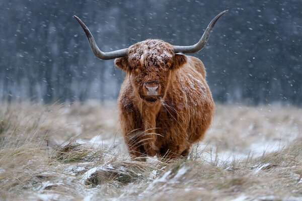 Photography Snowy Highland cow, Richard Guijt