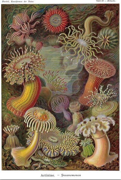 Poster Ernst Haeckel - Seeanemonen