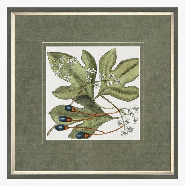 Leaf Illustration Framed Wall Art