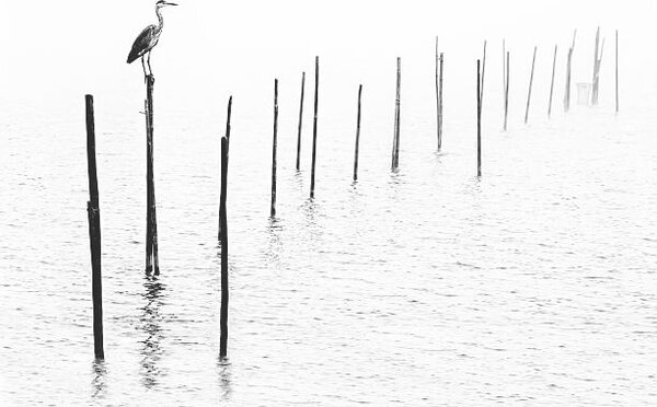 Photography Gray heron sitting on pole of fish trap in fog, RelaxFoto.de