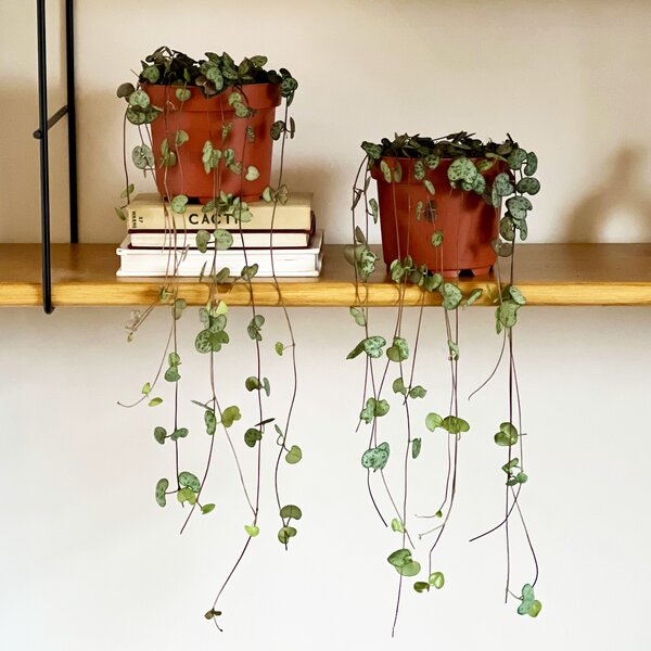 String of Hearts House Plant Bundle Brown