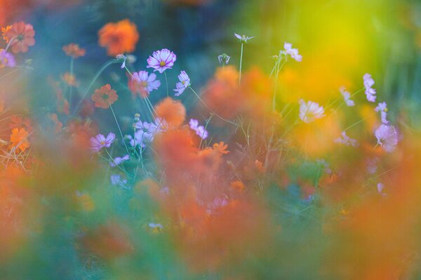 Photography The Colorful Garden, Junko Torikai