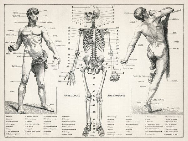 Art Print Antique Illustration of the Human Body & Skeleton (Biology)