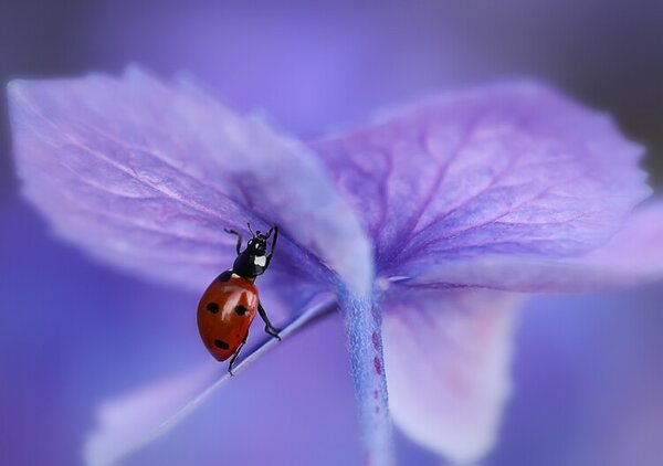 Photography Ladybird on purple hydrangea, Ellen van Deelen