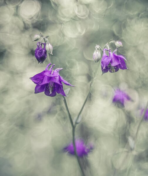 Photography Botanical, Elisabeth van Helden