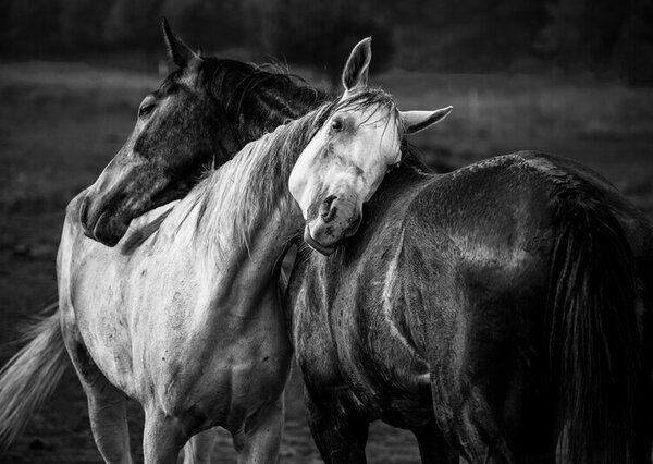 Photography Warm rain, Niko Chapa