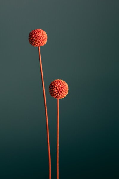 Photography Orange Seed Capsules, Studio Collection