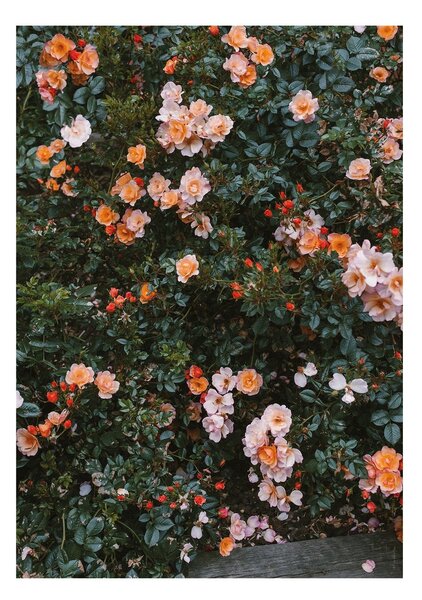 Fine Little Day Rose poster 70x100 cm