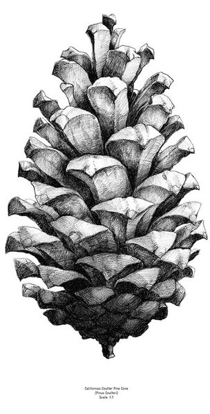 Paper Collective 1:1 Pine cone poster white, 50x70 cm