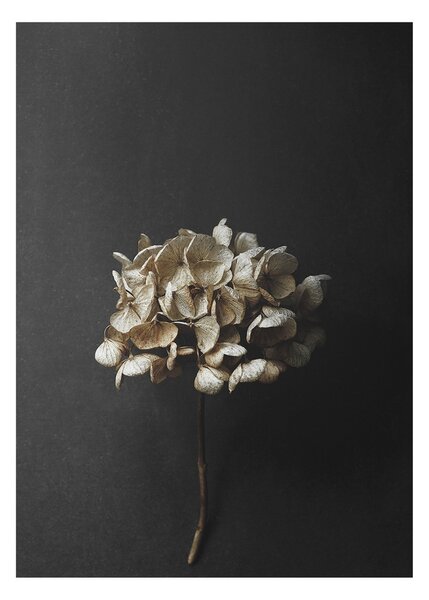 Paper Collective Sto Life 04 Hydrangea poster 30x40 cm