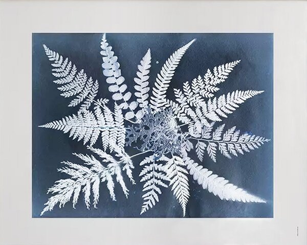 Fine Little Day Fern star poster 40x50 cm