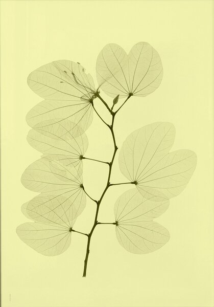 Fine Little Day Orchid bauhinia poster 70x100 cm