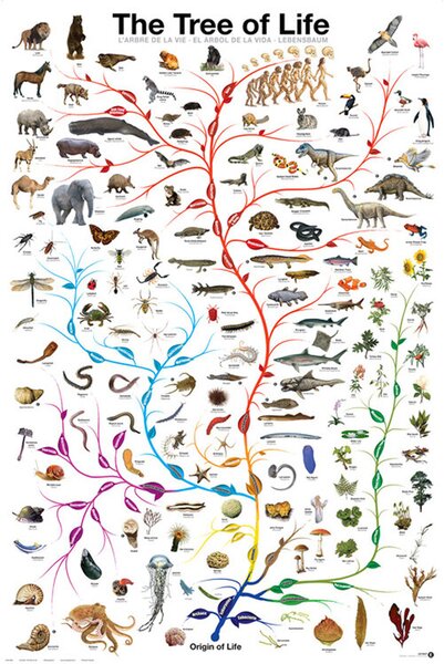 Poster Evolution - The Tree of Life