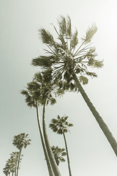 Art Photography Vintage Palm Trees in the sun, Melanie Viola, (26.7 x 40 cm)