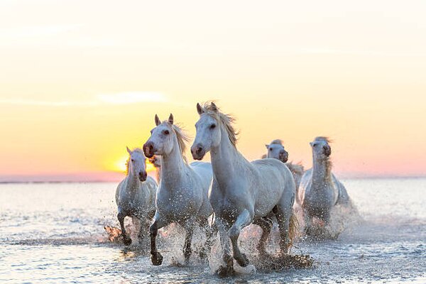 Art Photography Camargue white horses running in water at sunset, Peter Adams, (40 x 26.7 cm)