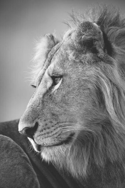 Art Photography Mono close-up of male lion looking left, nicholas_dale, (26.7 x 40 cm)
