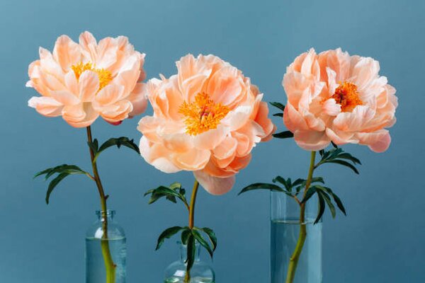 Art Photography Three blossoming pastel-coral peonies in a, Anna Efetova, (40 x 26.7 cm)