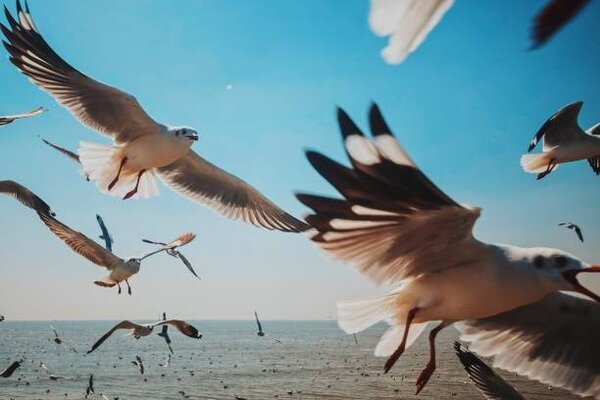 Photography Close-Up of Seagulls above Sea against, sakchai vongsasiripat, (40 x 26.7 cm)