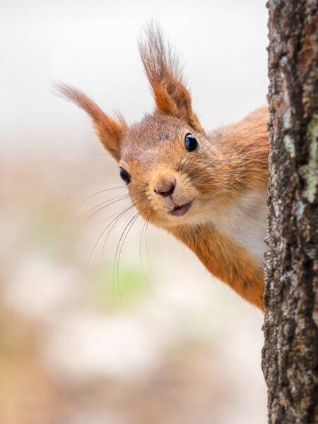 Art Photography Close-up of squirrel on tree trunk,Tumba,Botkyrka,Sweden, mange6699 / 500px, (30 x 40 cm)