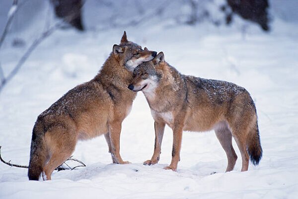 Photography Wolves snuggling in winter, Martin Ruegner