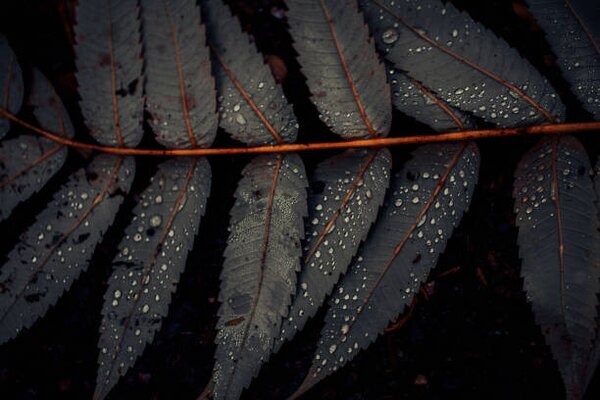 Art Photography Leaf of Staghorn sumac, close-up, Westend61, (40 x 26.7 cm)