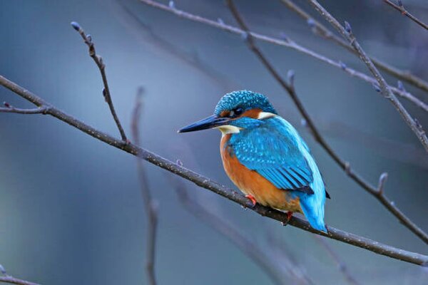 Photography Close-up of kingfisher perching on branch,Oldenburg,Germany, Photo Art / 500px, (40 x 26.7 cm)