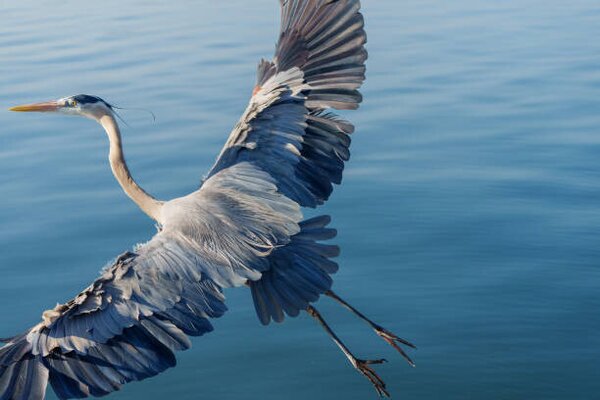 Art Photography Great Blue Heron, Michael H Spivak, (40 x 26.7 cm)