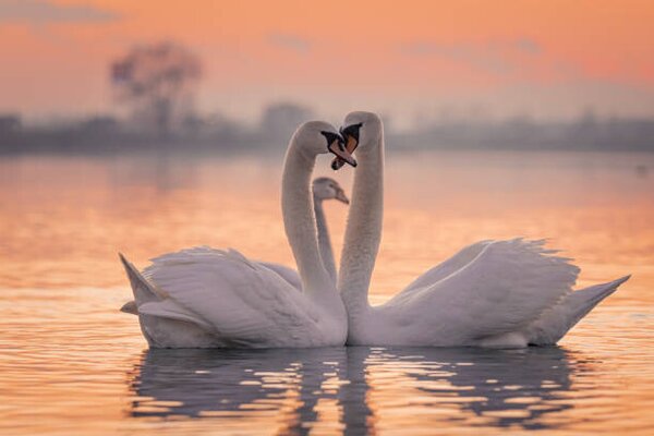 Photography Swans floating on lake during sunset, SimonSkafar, (40 x 26.7 cm)