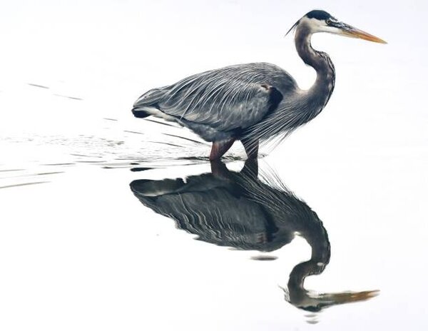 Photography Mirror reflection in the pond, Jeff R Clow, (40 x 30 cm)