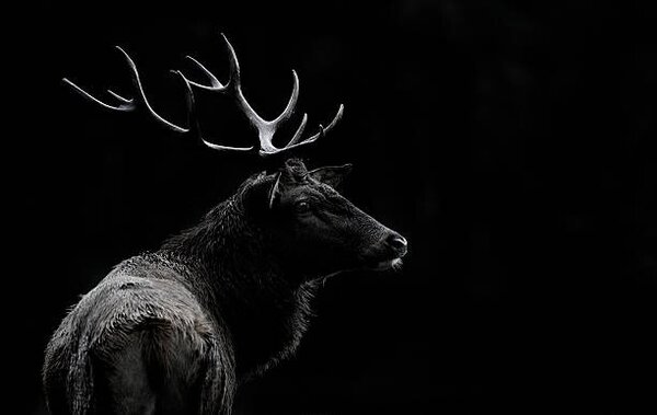 Photography The deer soul, Massimo Mei