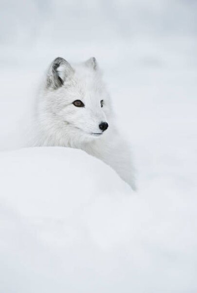 Art Photography An arctic fox in the snow., Andy Astbury, (26.7 x 40 cm)