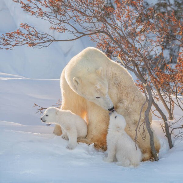 Art Photography Two polar bears play fight,Wapusk National, Hao Jiang / 500px, (40 x 40 cm)