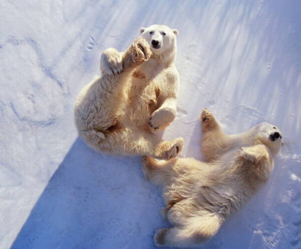 Art Photography Polar bears lying on backs,, George Lepp, (40 x 35 cm)